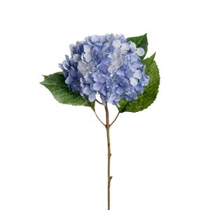 Hortensia, blå (40 cm)