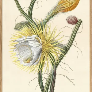 Cerves Gracilis Scandens Ramofus
