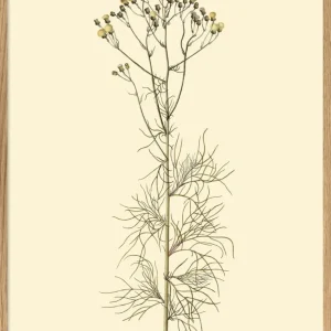 Cacalia Peucedanfolia - 30x40, eikeramme