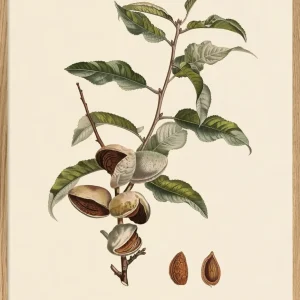 Amandier Satiné 50x70, eikeramme