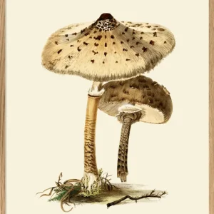 Fungi - 50x70 eikeramme